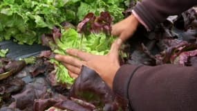 Guillaume Cand, maraîcher des monts du Lyonnais, montre les dégâts liés aux intempéries sur ses plants de salade.