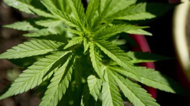 La ville estonienne se nomme Kanepi, ce qui veut dire cannabis.