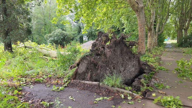 Une arbre déraciné à Saint-Martin-d'Hères (Isère) après le passage de violents orages lundi 7 juillet 2025.