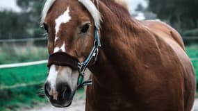 Un cheval (Photo d'illustration).