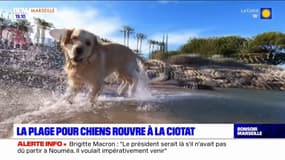 À la Ciotat, les chiens ont désormais leur plage réservée