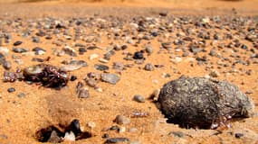 Des fourmis argentées du Sahara. (Photo d'illustration)