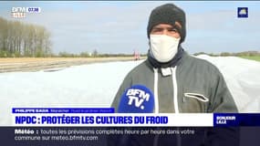 Nord et Pas-de-Calais: les producteurs protègent leurs cultures du froid
