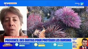 Méditerranée: des stocks d'oursins qui "ont tendance à diminuer", mais pas forcément une mauvaise nouvelle