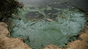 Les cyanobactéries, également connues sous le nom d'algues bleu-vert, polluent les eaux d'un lac situé à la périphérie de Paris, le 4 avril 2025 