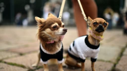 La ville de Tarragone veut effectuer des tests ADN sur les crottes de chien afin de traquer les propriétaires qui ne ramasseraient pas les excréments