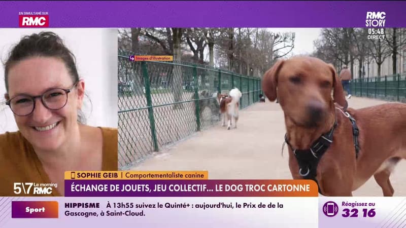 Sophie Geib à votre service : Pourquoi le dog troc fonctionne si bien ? - 10/03