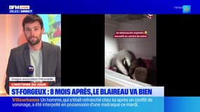 "Il a repris des forces" : l'association l'Hirondelle de St-Forgeux donne des nouvelles du blaireau