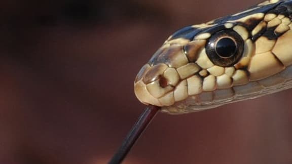 Elle avait acheté le serpent sur la plateforme en ligne Zhuanzhuan à un vendeur localisé dans la province méridionale du Guangdong, où le reptile est très répandu.
