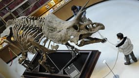 Le fossile d'un tricératops, à Paris en avril 2008.