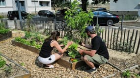 Un jardinier éduque une habitante à l'agriculture urbaine, le 4 juin 2023 à Lyon 