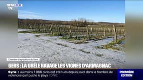 "On ne l'a pas vue arriver": la grêle ravage les vignes d'Armagnac dans le Gers