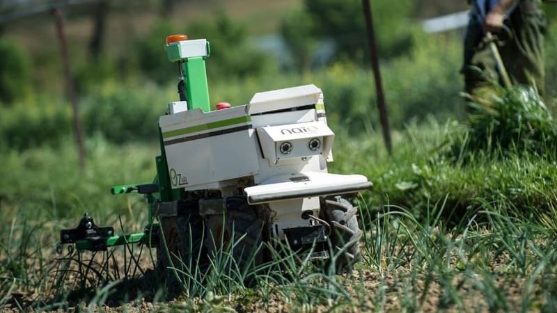 En effectuant le désherbage mécanique des cultures maraîchères, le robot OZ évite le recours au désherbant chimique.