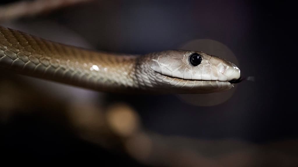 Un black mamba