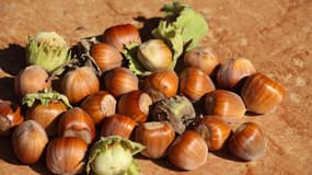 Lot-et-Garonne: la filière de la noisette, en crise, réclame des produits phytosanitaires
