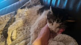 Noël, chat âgé de 20 ans retrouvé à Pertuis (Vaucluse) le 18 janvier 2025, après avoir été perdu pendant 15 ans.