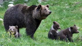 Portée d'ours dans le parc d'Aran, dans les Pyrénées espagnoles en 2016