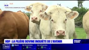 Hauts-de-France: la filière bovine inquiète de l'avenir