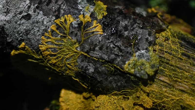 Le blob, organisme photographié le 16 octobre 2019 au Parc zoologique de Paris.