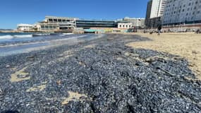 Des vélelles échouées sur une plage de Marseille.