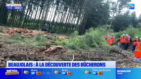 Beaujolais: des visites pour découvrir le métier de bûcheron 