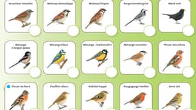 La LPO organise un week-end de comptage des oiseaux des jardins les 27 et 28 janvier 2018
