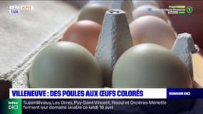 Alpes-de-Haute-Provence: des poules aux œufs colorés