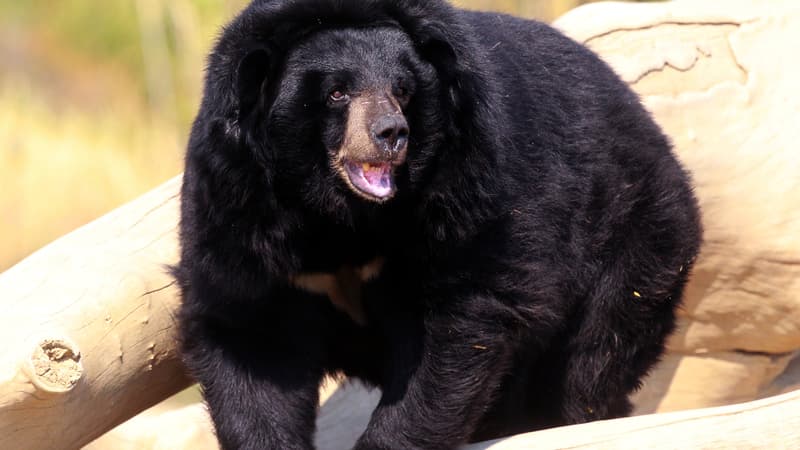 L'ours Viviane dans la réserve africaine de Sigean. (Photo d'illustration)