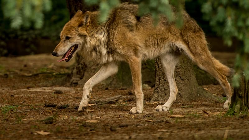 Le loup est-il dans l'Essonne? (illustration)