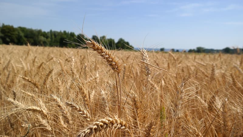 La chute des cours mondiaux du blé et du maïs, traditionnellement grands consommateurs de pesticides, a probablement suscité des vocations vers le bio, mieux rémunéré.