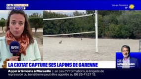 La Ciotat capture ses lapins de Garenne