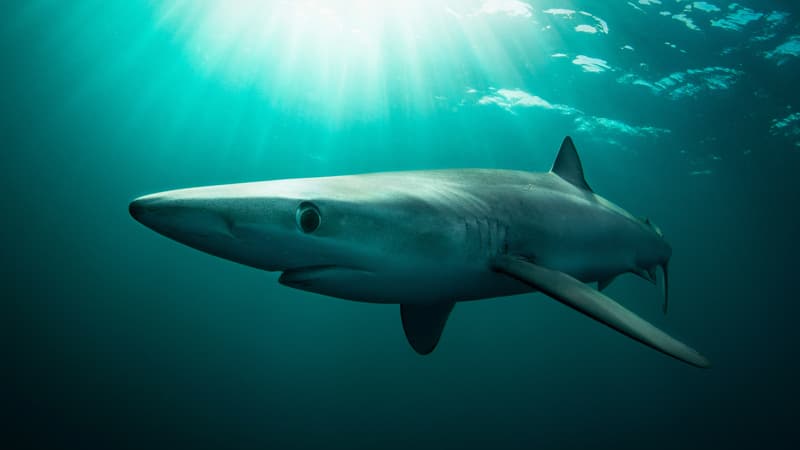 "Il s'est jeté sur moi et a attrapé ma jambe": un pêcheur secouru après avoir été mordu par un requin au large de l'Irlande