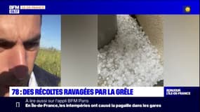 Yvelines: des récoltes ravagées par la grêle