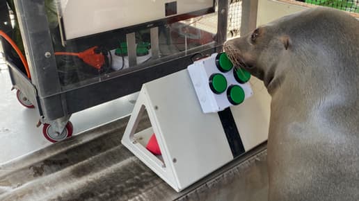 Spike, le lion de mer entraîné par la Marine