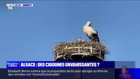 Des cigognes envahissantes en Alsace?