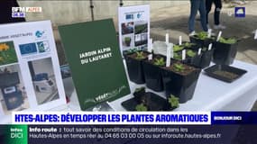 Hautes-Alpes : développer les plantes aromatiques