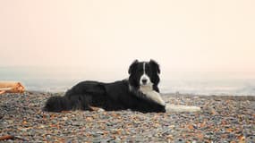 Le chien de race Border Collie a été retrouvé mort, attaché à une bouée de balisage.