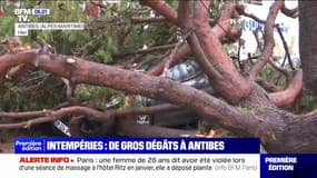 Arbres arrachés, toitures endommagées... de gros dégâts à Antibes après les intempéries