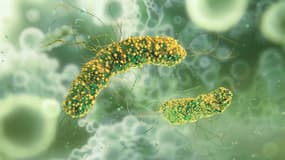La bactérie Listeria monocytogenes responsable de la listériose. Avril 2025. (Illustration)
