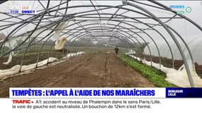 Tempêtes dans les Hauts-de-France: les exploitations des maraîchers fortement endommagées