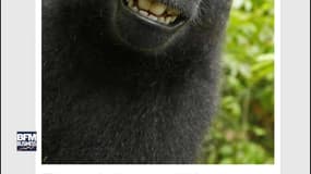 Si un animal prend un selfie, est-il propriétaire de la photographie ?