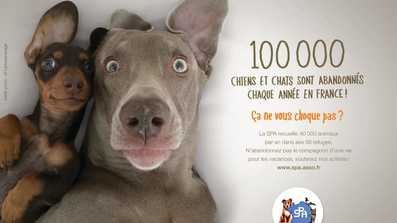 L'été dernier, les refuges avaient récupéré 8.159 chiens et chats.