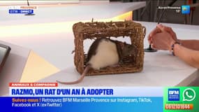 Animaux & compagnie: Razmo, un rat d'un an à adopter