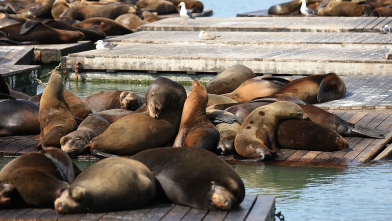 Des otaries à San Francisco