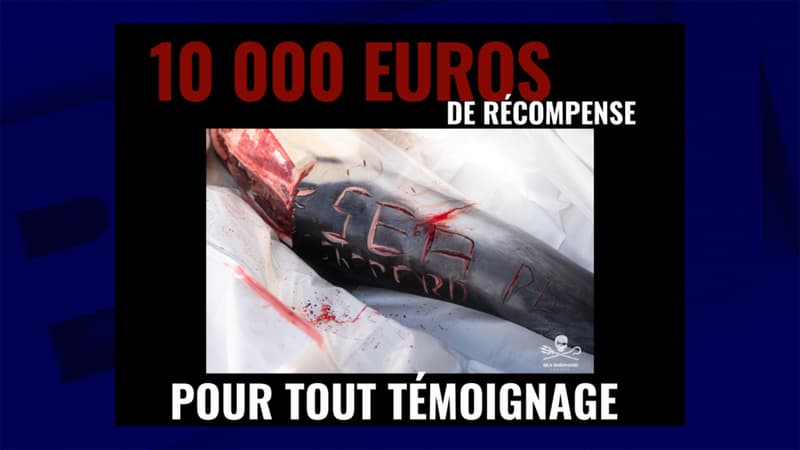 Sea Shepherd a diffusé une annonce promettant 10.000€ pour des informations qui permettrait de faire condamner les auteurs des scarifications.