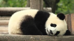 Un panda dans son habitat naturel en Chine.