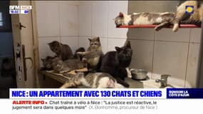 Nice: 130 chatons et chiots découverts dans un appartement qu'un homme menaçait de faire exploser