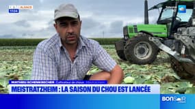 Alsace: la saison de la récolte du chou à choucroute a commencé