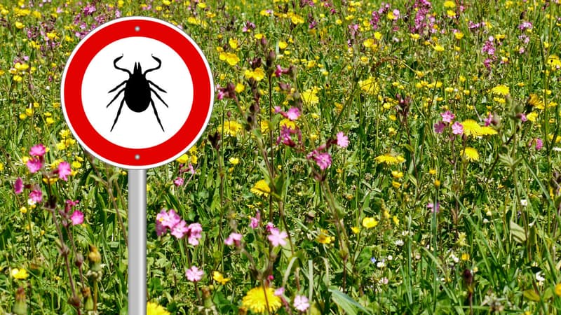 La transmission de la maladie de Lyme à l’homme se fait uniquement par piqûre de tique.