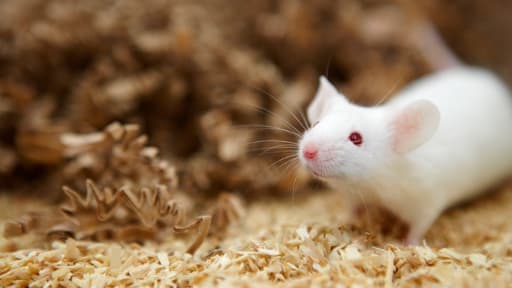 Stimulé, le cerveau des souris a créé de faux souvenirs désagréables, sous l'impulsion de lumières.